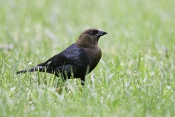 Brown-headed Cowbird