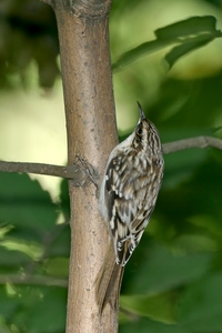 Brown Creeper