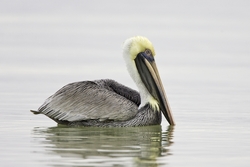 Brown Pelican