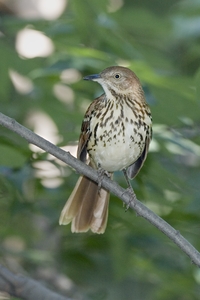 Brown Thrasher