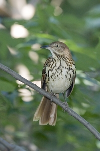 Brown Thrasher