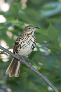 Brown Thrasher