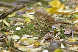Brown Thrasher