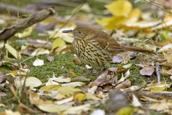 Brown Thrasher