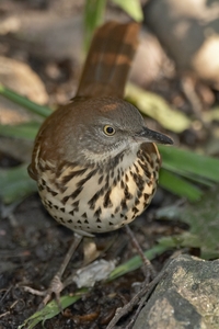 Brown Thrasher