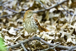 Brown Thrasher
