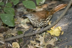 Brown Thrasher