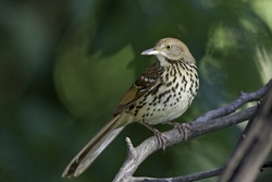 Brown Thrasher