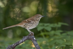 Brown Thrasher