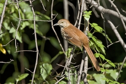Brown Thrasher