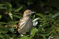 Brown Thrasher