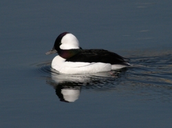 Bufflehead