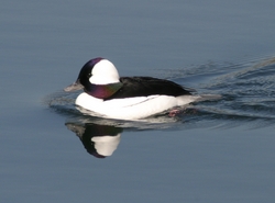 Bufflehead