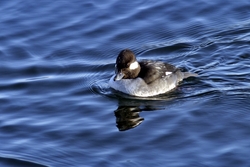 Bufflehead