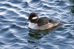 Bufflehead