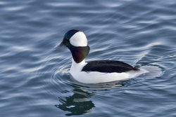 Bufflehead