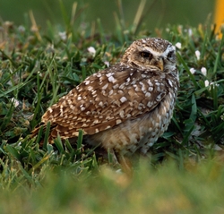 Burrowing Owl