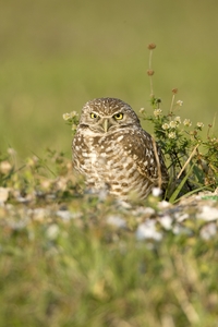 Burrowing Owl