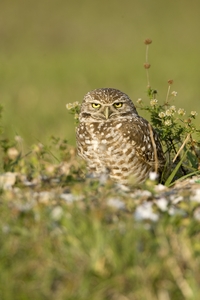 Burrowing Owl