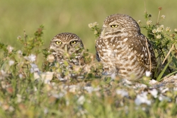 Burrowing Owl