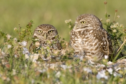 Burrowing Owl