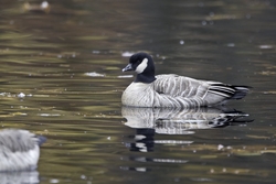 Cackling Goose
