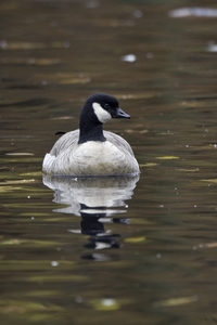 Cackling Goose