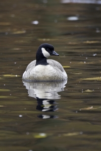 Cackling Goose