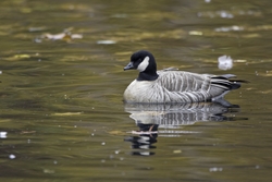 Cackling Goose