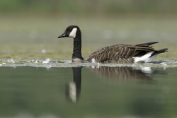 Canada Goose
