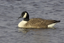 Canada Goose