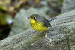 Canada Warbler