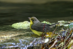 Canada Warbler