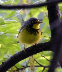 Canada Warbler