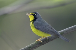 Canada Warbler