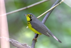Canada Warbler