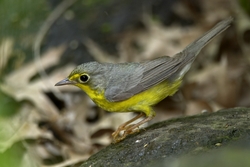 Canada Warbler