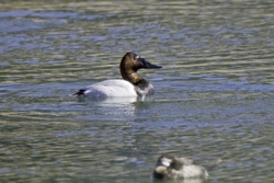 Canvasback