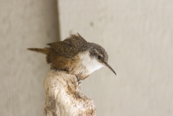 Canyon Wren