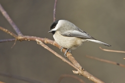 Carolina Chickadee