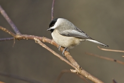 Carolina Chickadee