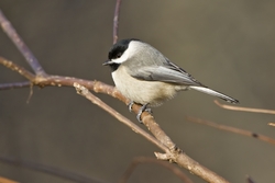 Carolina Chickadee