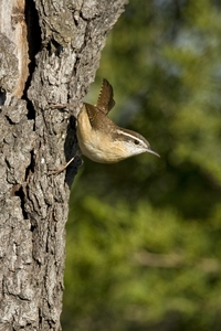 Carolina Wren