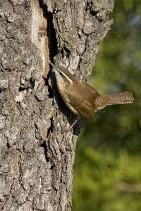 Carolina Wren