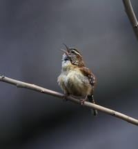 Carolina Wren