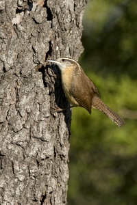 Carolina Wren