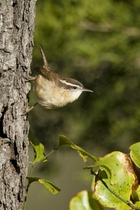 Carolina Wren