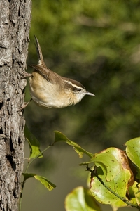 Carolina Wren