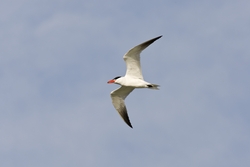 Caspian Tern