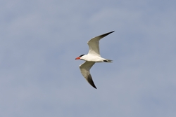 Caspian Tern